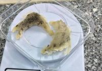 Khi nào nên dùng tổ yến để tẩm bổ?