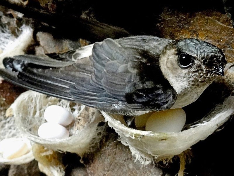 YẾN SÀO ĐẠI PHONG